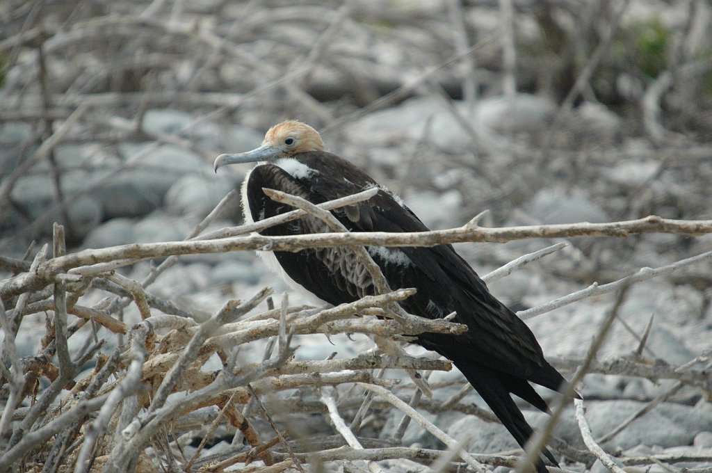 Frigatebird, Great, 2004-11045563.JPG - Great Frigatebird